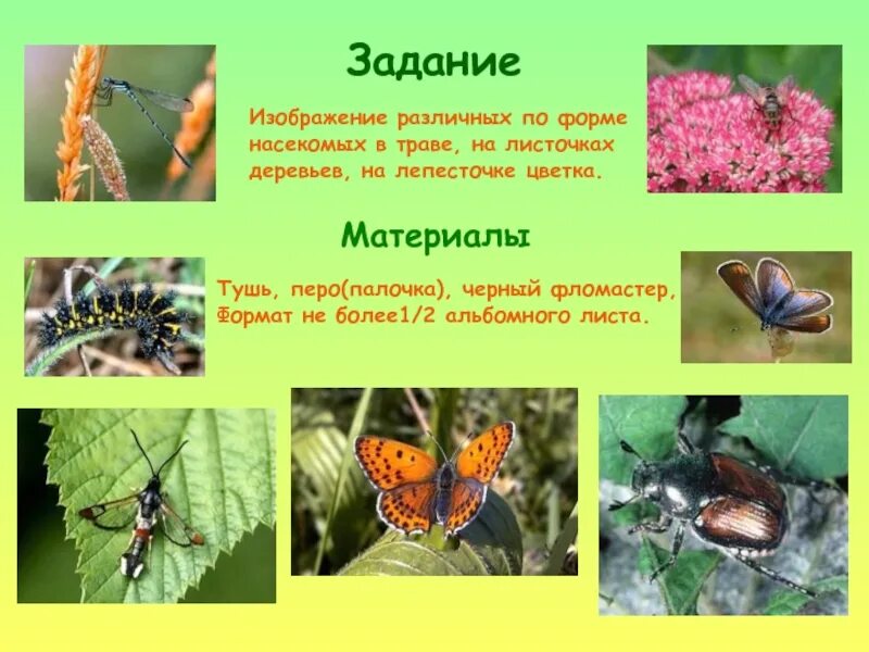 Форма насекомых. Презентация по изо букашки таракашки. жизненные формы насекомых. изо 1 класс презентация букашки таракашки.
