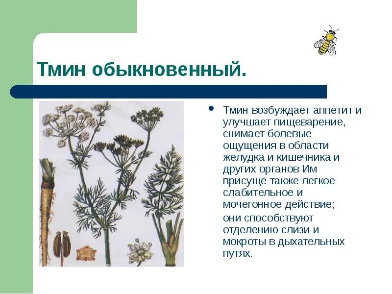 Семена черного тмина. Масло черного тмина. Тмин действие на организм. Тмин действие на организм. Тмин для презентации.