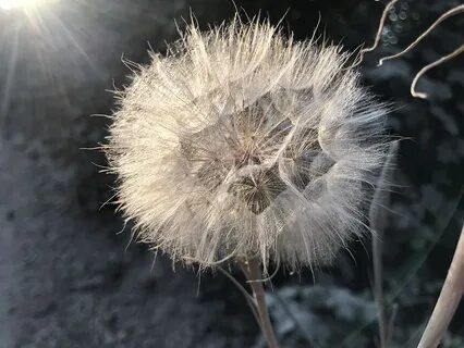 Дикий одуванчик