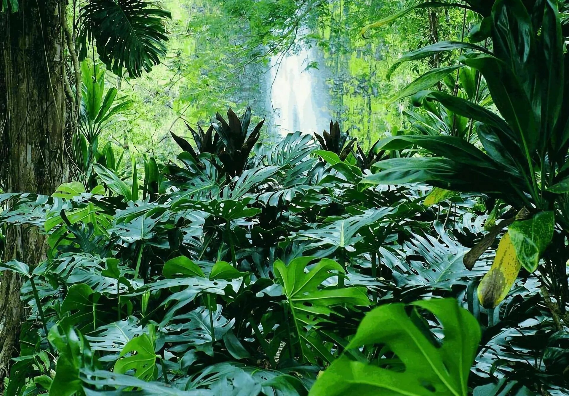 Rainforest plants. Влажные экваториальные тропические леса растения. Тропикал Рейнфорест. Экваториальный лес Сельва растения.