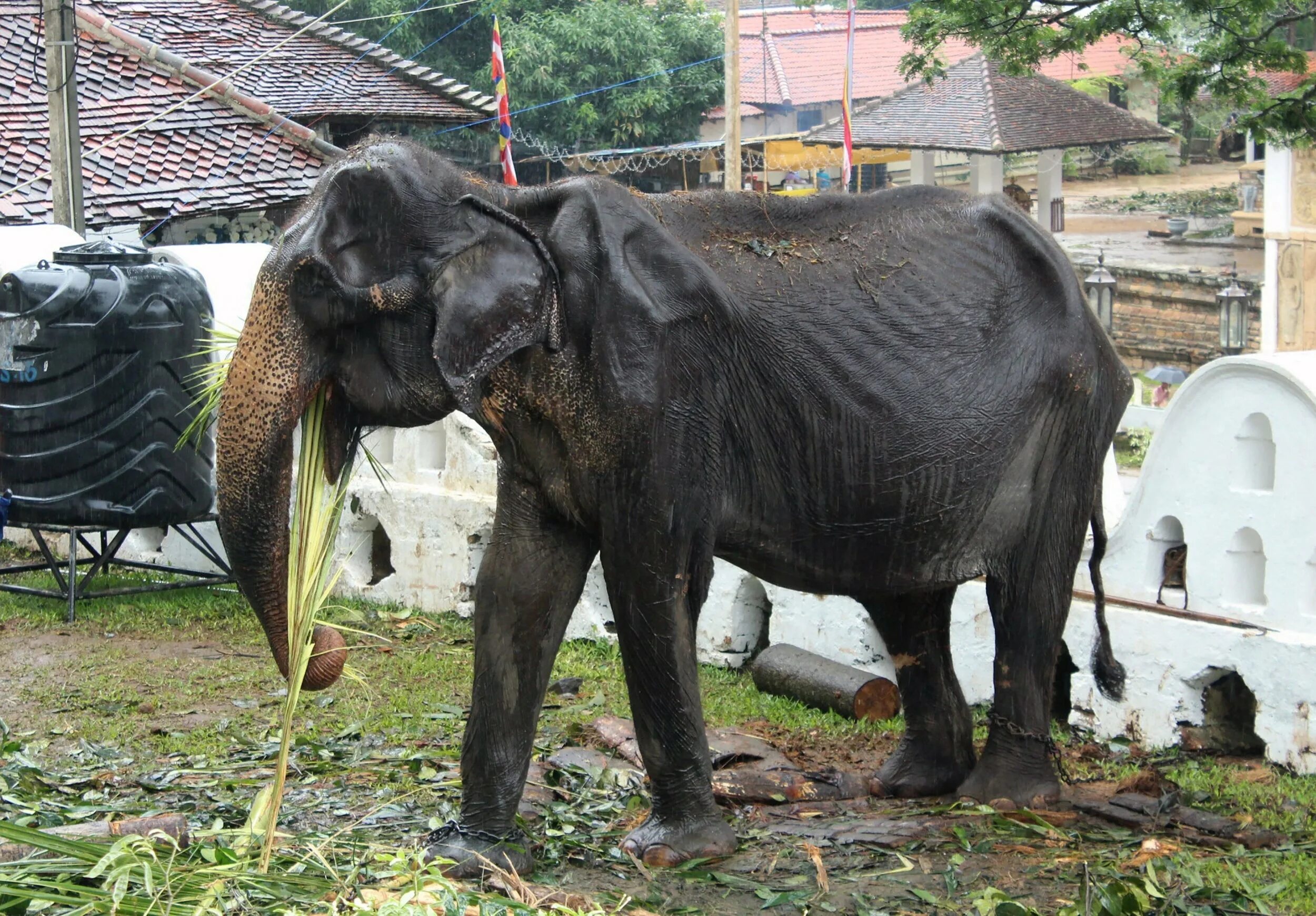 Old elephant. Слон в неволе истощенный.