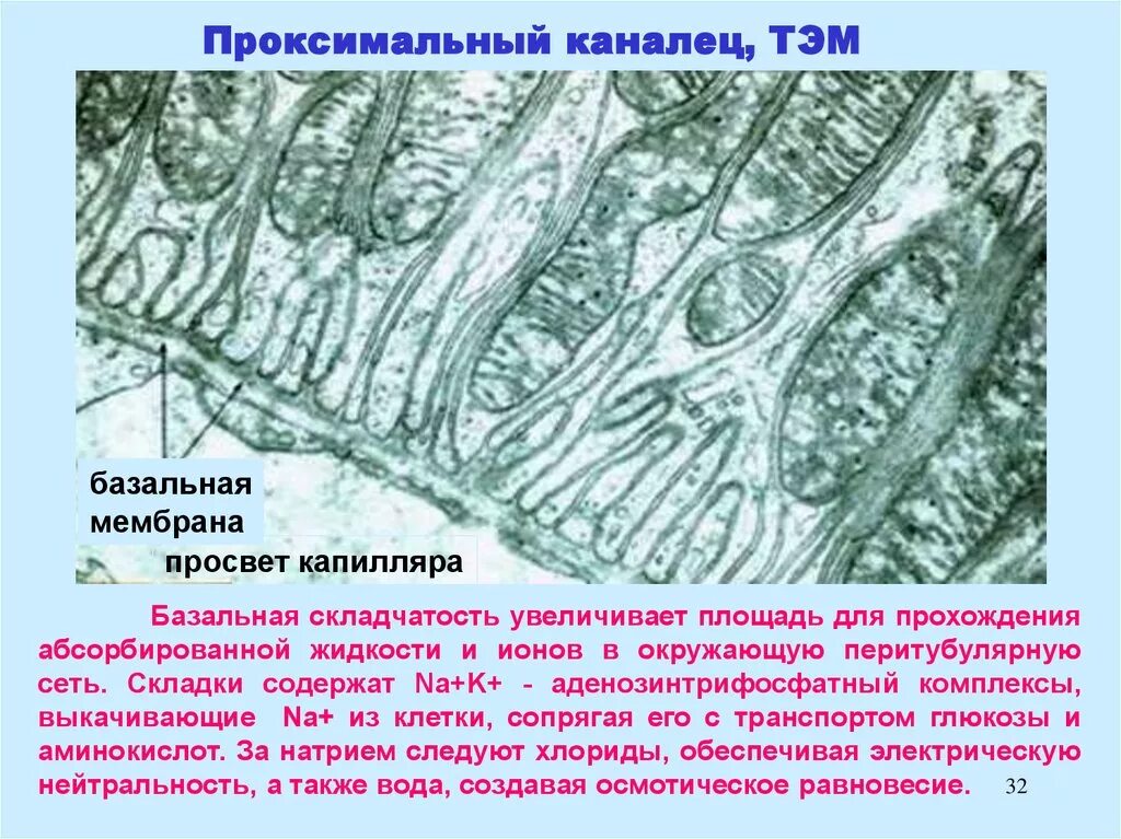 Базальная мембрана фильтрационного барьера. Строение стенки семенного канальца. Базальная мембрана канальцев. Гистология почки базальная мембрана. Ультрамикроскопического строения базальной мембраны.