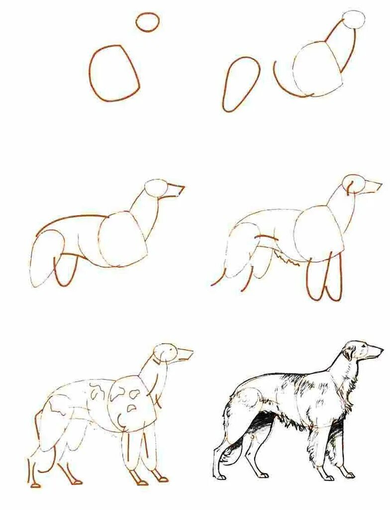 Рисунок собаки пошагово. Поэтапное рисование собаки. Этапы рисования собаки. Поэтапное рисование собаки. Собака рисунок.