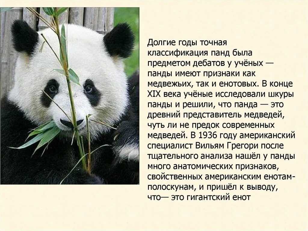 Презентация про панду. Панда описание для детей. Рассказ о панде. Презентация на тему панда. Информация о панде.