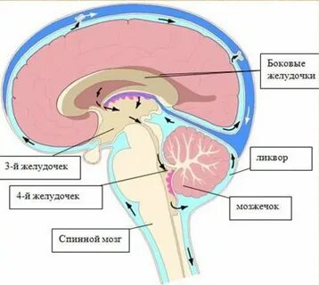 Желудочковая система мозга