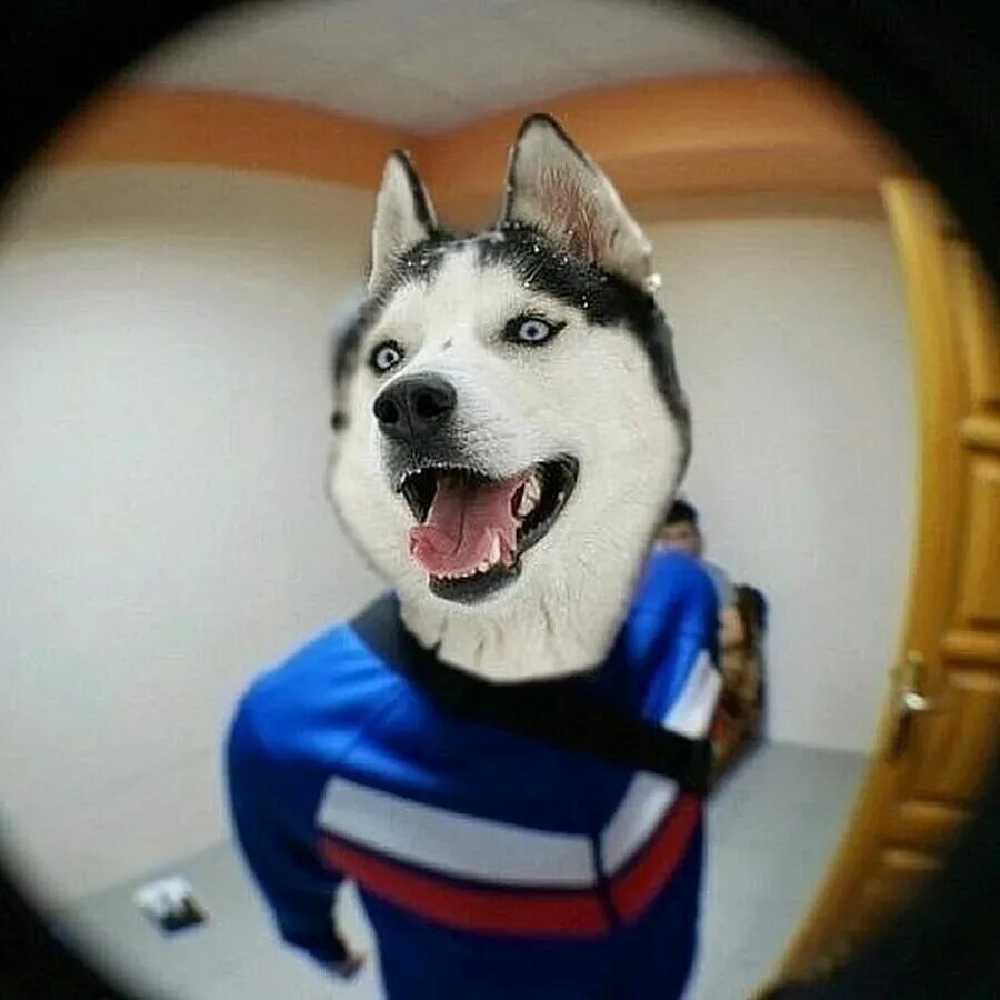 Волк ну погоди гопник. Картинки на аву группы. Косплей на волка из ну погоди. Крутые пацаны мультяшные. Крутая собака.