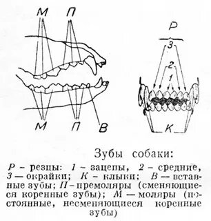 Как определить возраст собаки