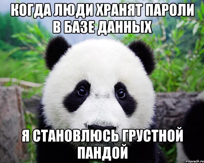 В предложении мне стало грустно. С днем рождения Панда. Панда мемы. Панда с днем рождения прикольные. Панда с днем рождения картинки.