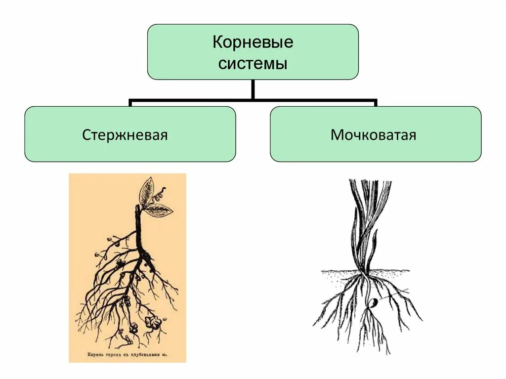 Т с корни 1 5 с