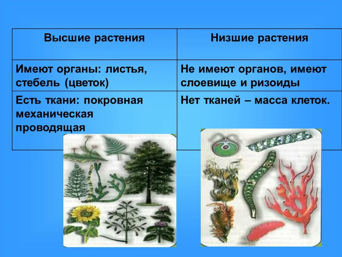 Низшие растения 4 класс. Высшие и низшие растения. Низшие растения. Н зшие и высшие растения. Нишие и вышии растения..