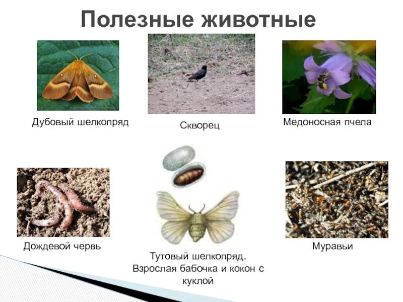 Биология жизнь животных в жизни человека