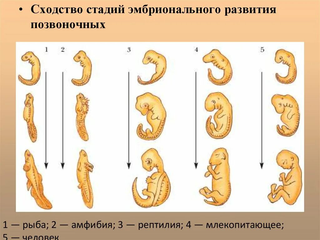 3 последовательности стадий развития человека. 3 Этапа эмбрионального развития. Фазы эмбрионального развития человека. Сходство стадий эмбрионального развития позвоночных. Этапы эмбрионального развития позвоночных.