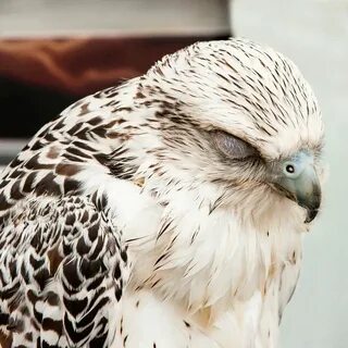 Белая хищная птица