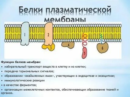 Какая функция осуществляется плазматическими мембранами эпителиальных клеток