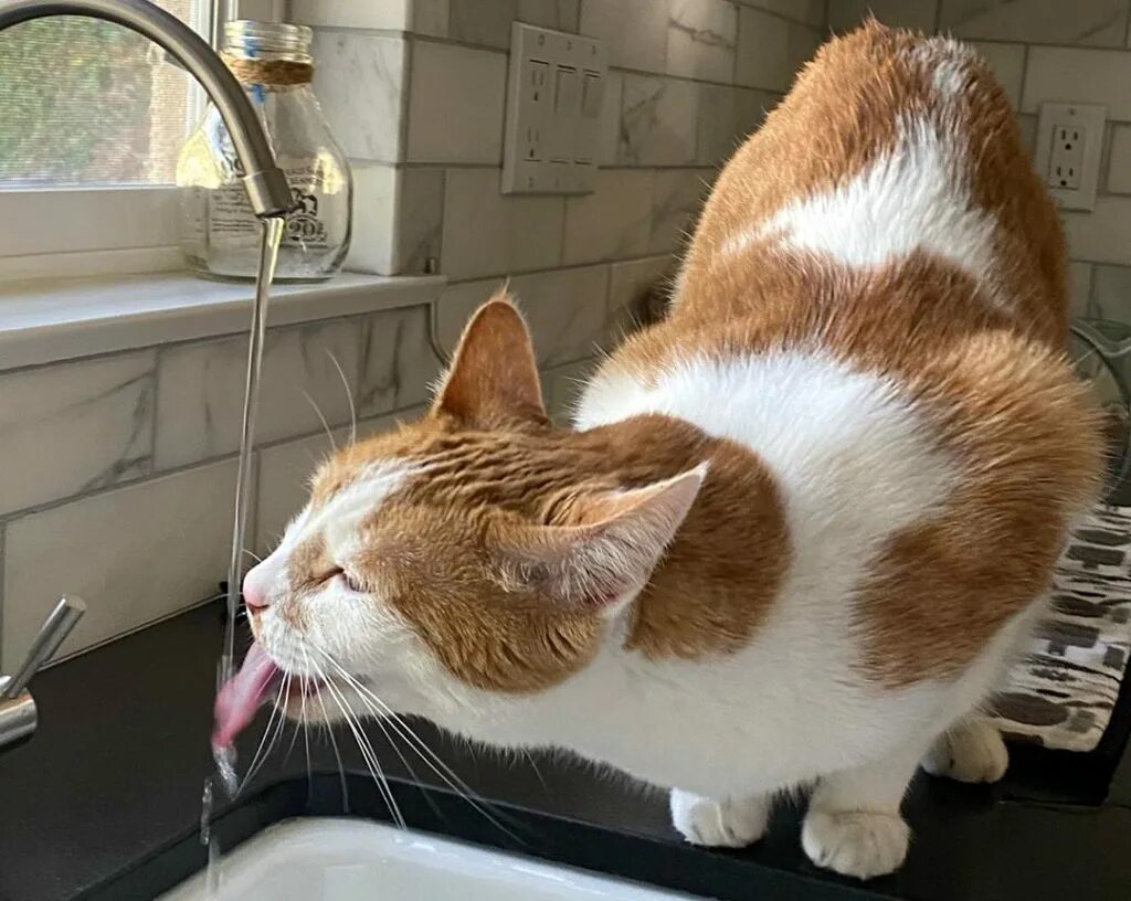 Кот пьет воду. Жажда у кошки. Кошка пьет из под крана. Чтобы кот больше пил.