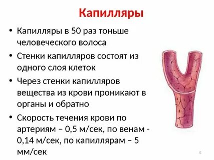 100000 км в метрах длина капилляров