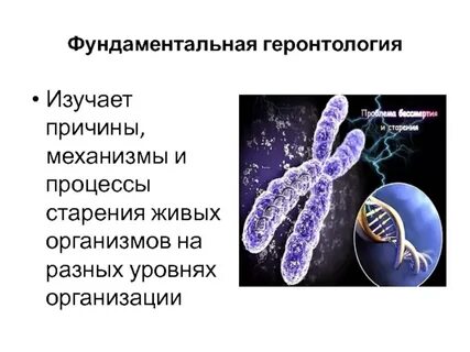 Геронтология изучает