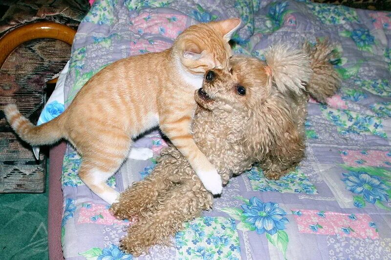 уживутся ли вместе. кот и чихуахуа. уживутся ли вместе. уживутся ли вместе. доберман и кошка.