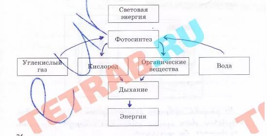 Дыхание как и фотосинтез ответы. Биология 6 класс дыхание растений схема 17. Схема дыхания растений 6 класс биология. Схема взаимосвязь фотосинтеза и дыхания растений 6 класс. Схема по биологии 6 класс дыхание растений Пасечник.