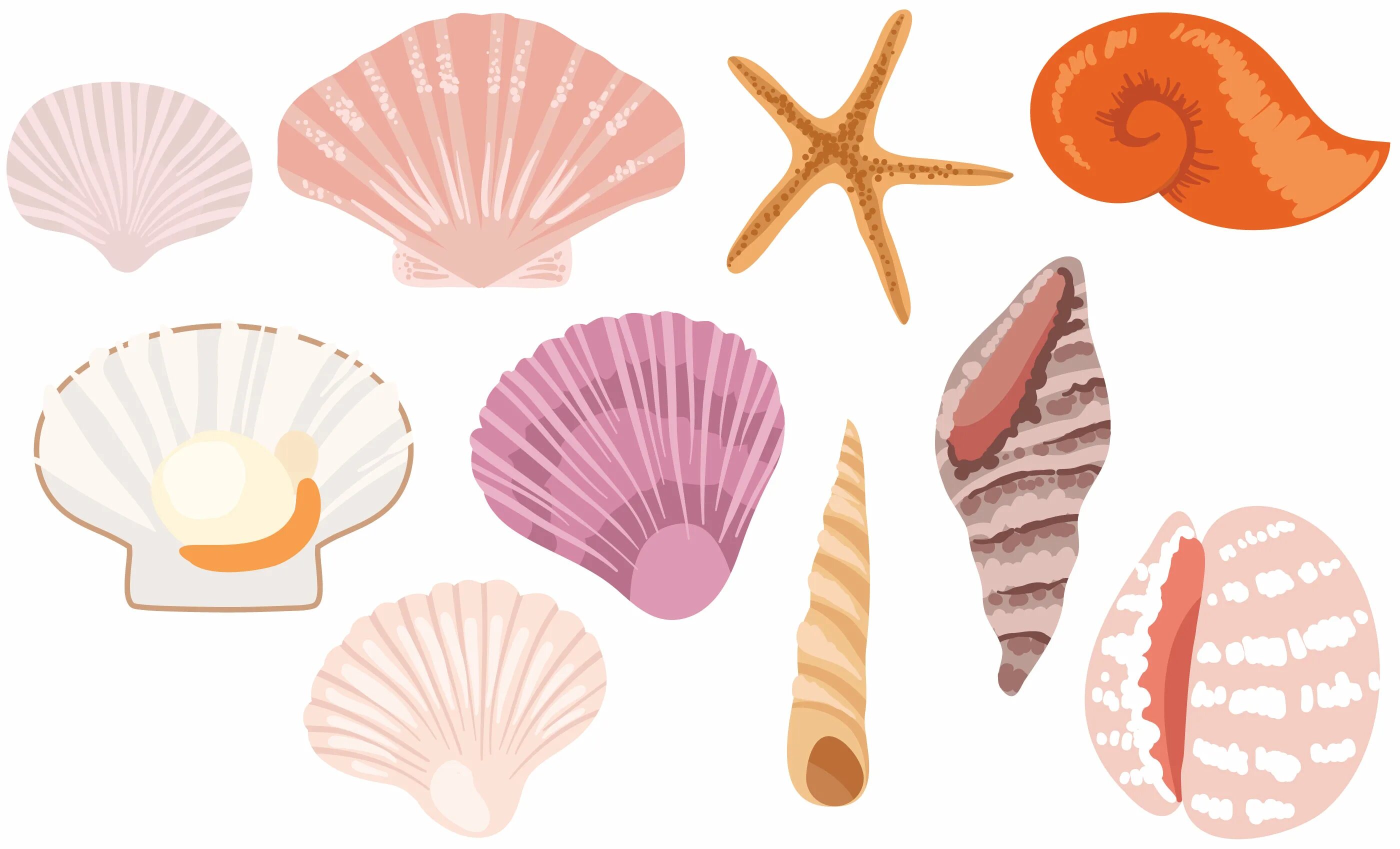 Shells born