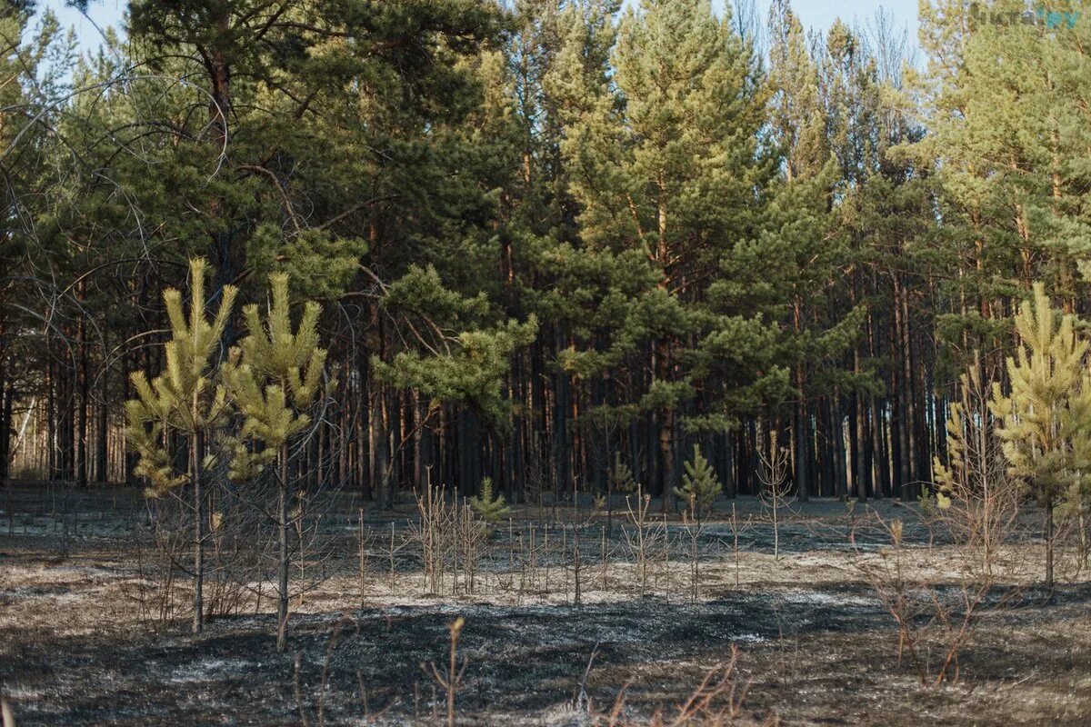 Лес в забайкальском крае. Лес Забайкальского края. Сосновый лес Забайкалье. Деревья Забайкальского края. Леса Забайкальского края.