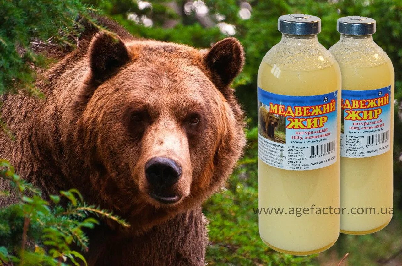 Применение медвежьего