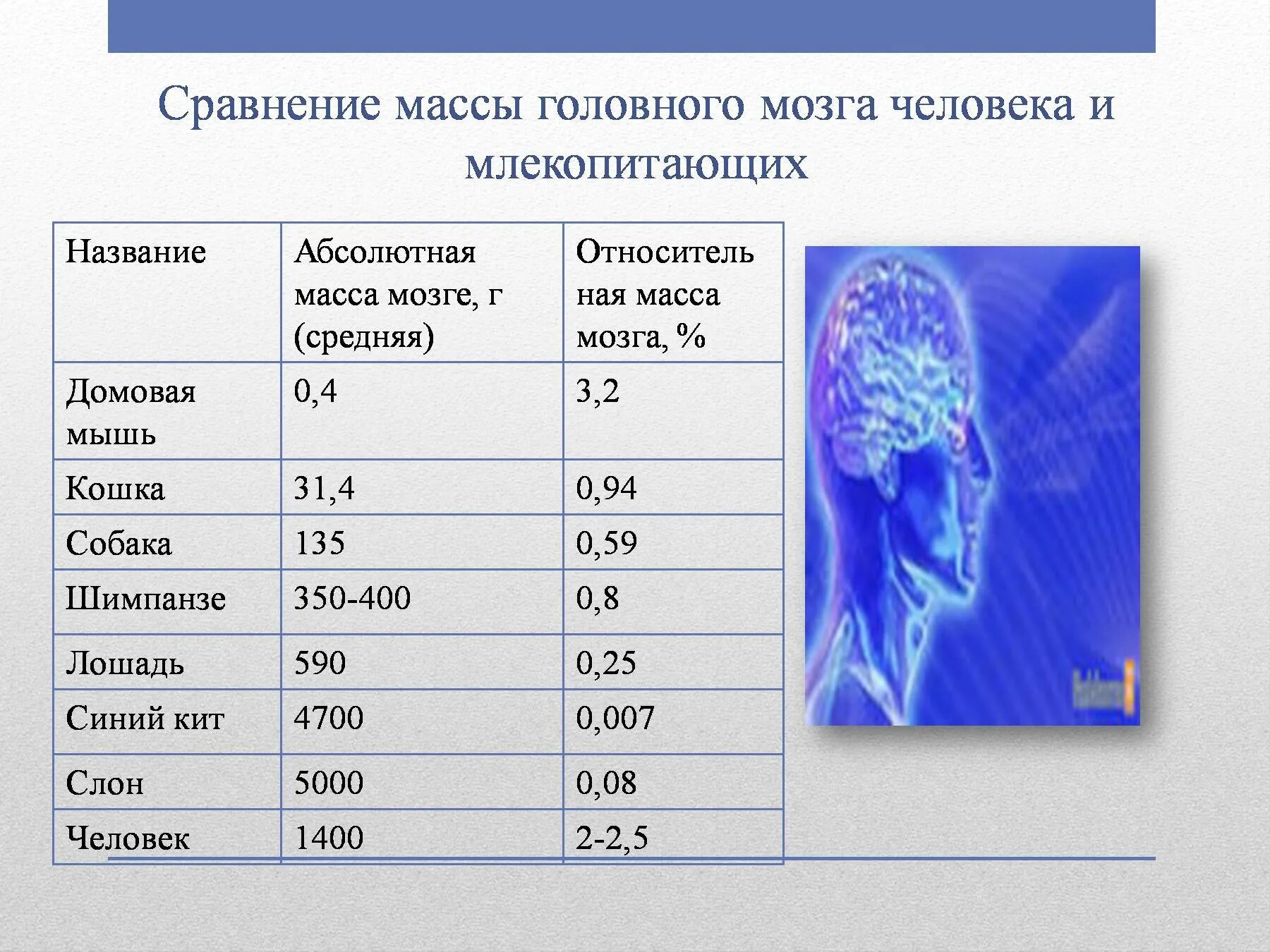 Какова масса мозга. Относительная масса мозга. Масса головного мозга человека. Средняя МКСА головного мозга.