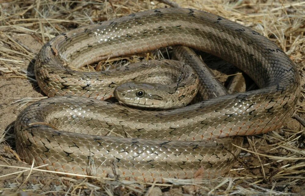 змеи поволжья. змеи поволжья. полоз змея волгоградская область. змеи поволжья. полоз змея поволжье.