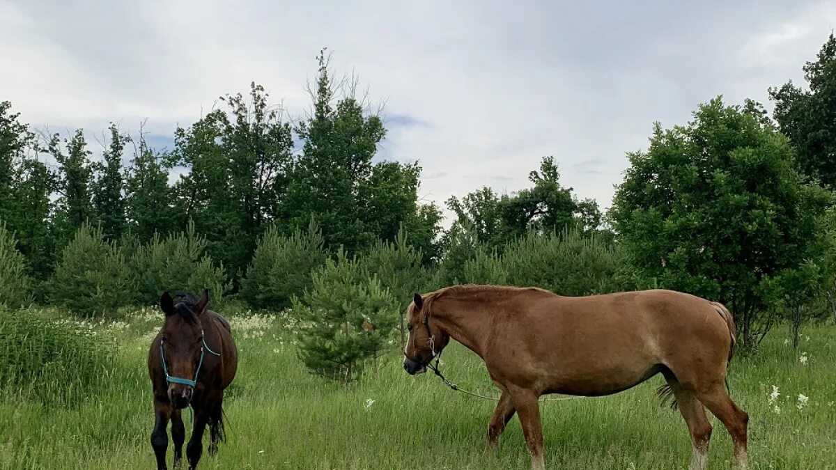 31 августа 2018 г. Лошадиный праздник. День лошади. День лошади 31 августа.