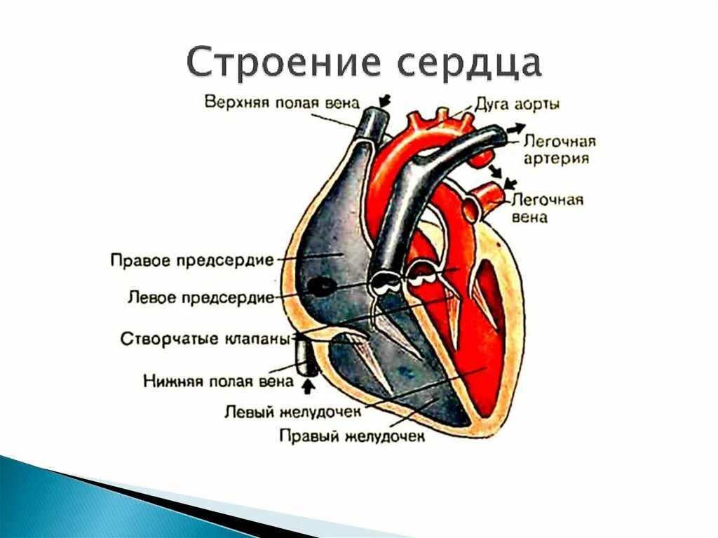 Внутреннее строение сердца рисунок. Строение сердца и круги кровообращения. анатомия сердца и круги кровообращения. строение сердца подробно. строение и работа сердца круги кровообращения.
