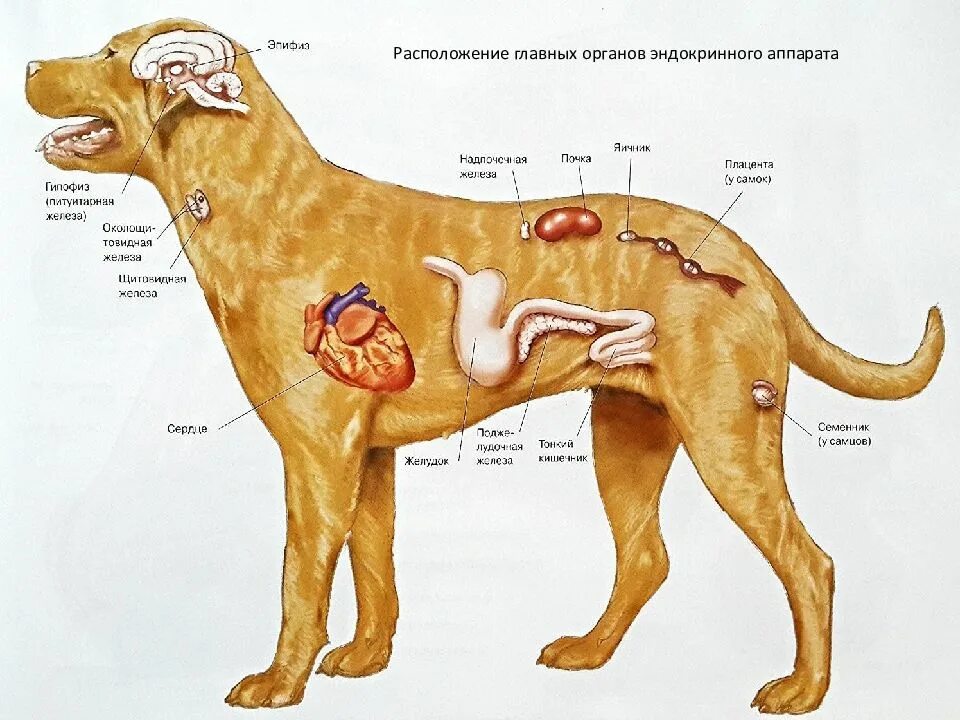 Где у собаки железы. Железы внутренней секреции животных. Анатомия внутренних органов шпица. Строение внутренних органов у Йорка. Анатомия собаки внутренние органы матка.