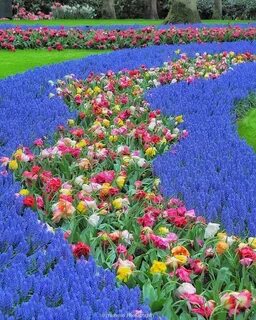 Many flowers