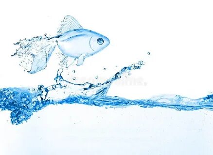 Splash fish