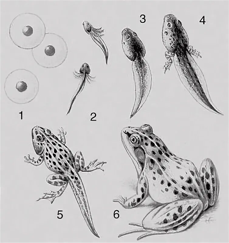 Развитие головастика земноводных. Метаморфоз головастика. Размножение лягушек головастик. Икринка головастик лягушка схема. Метаморфоз головастика в лягушку.
