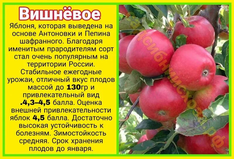 Яблоня вишневая в подмосковье. Яблоня вишневое описание сорта. Вельяминовская яблоня. Сорт яблони либерти. Яблоня сорт вишневое.