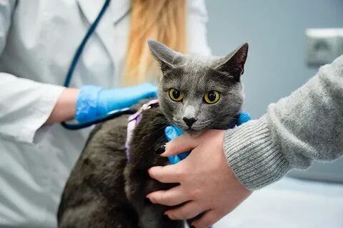 Кот после антибиотиков