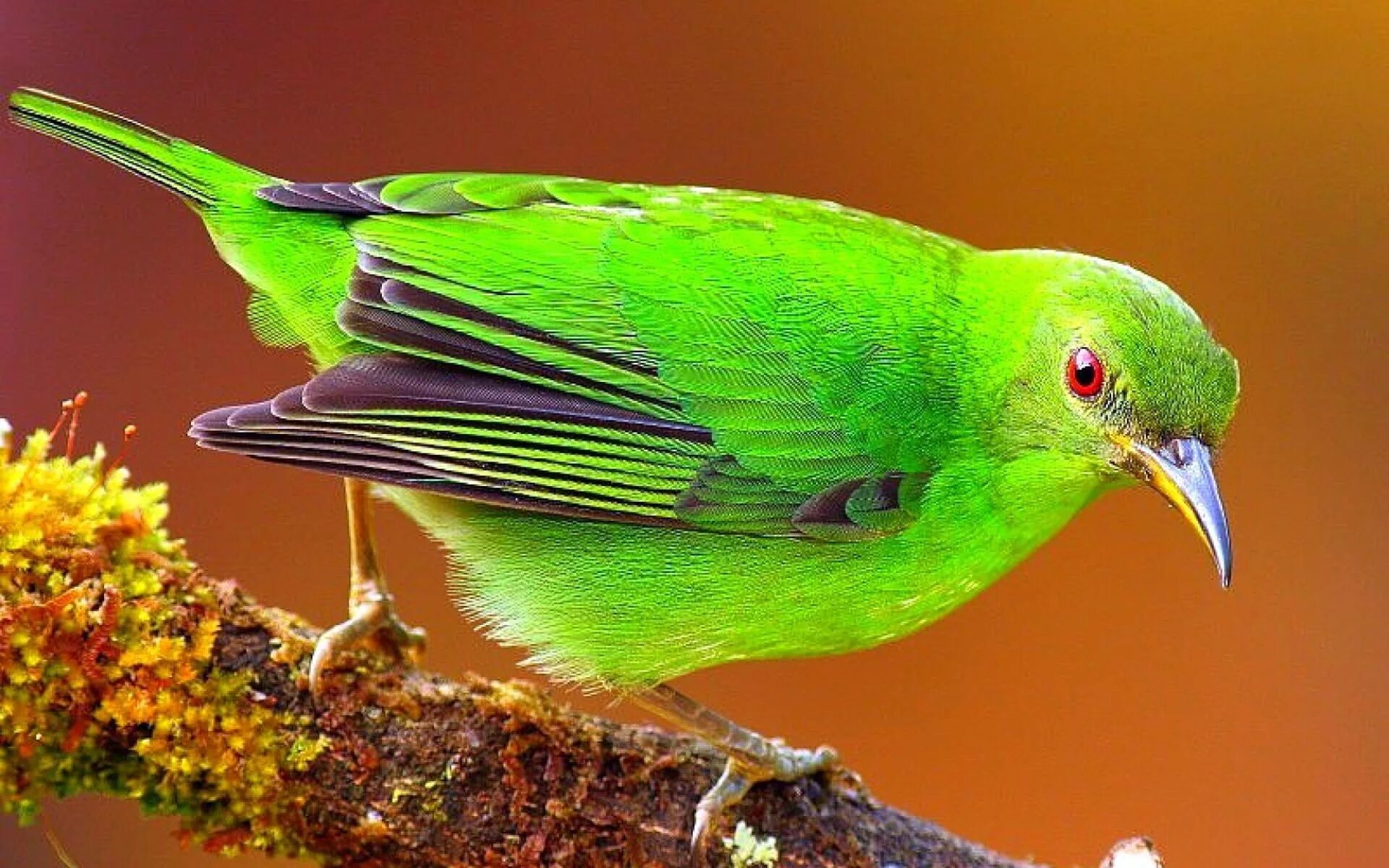 Зеленая птичка название. Танагра медосос. Зелёный САИ птица танагровых. Зеленая танагра птица. Зеленый Кардинал.