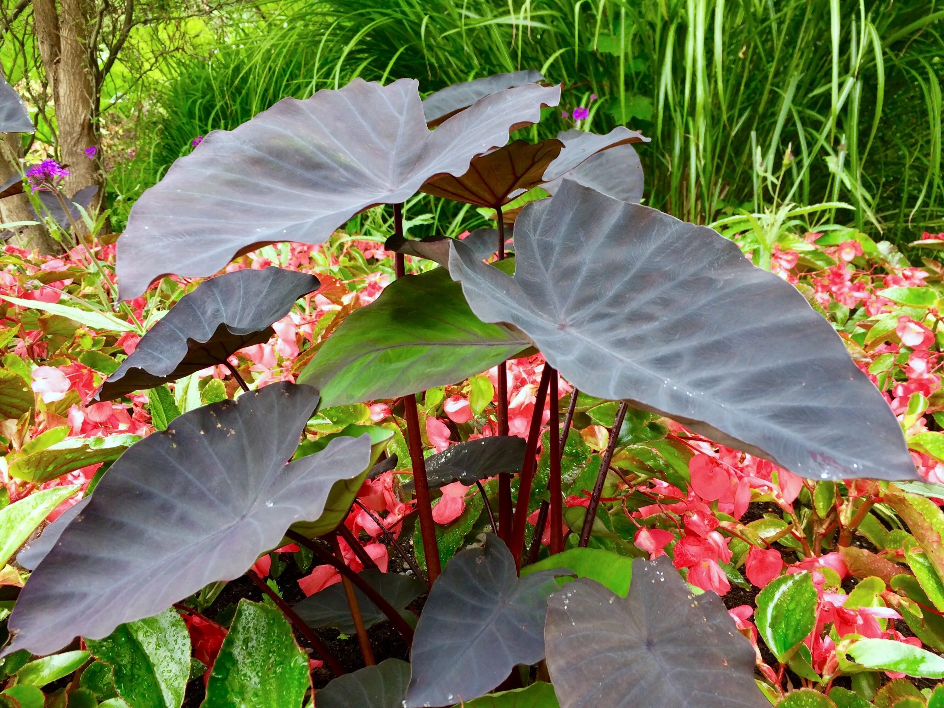 Huge plants. Алоказия крупнолистовая. Монстера, алоказия. Алоказия Линдена. Алоказия зебрина.