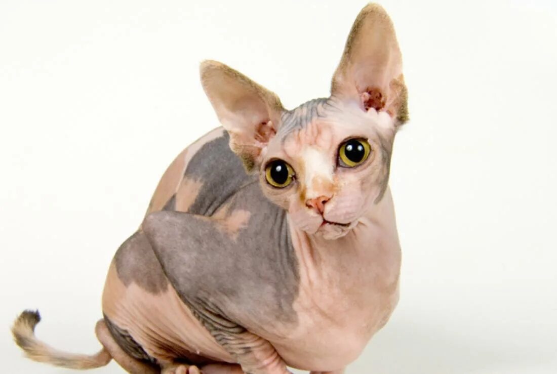 Сфинксы лучшие кошки