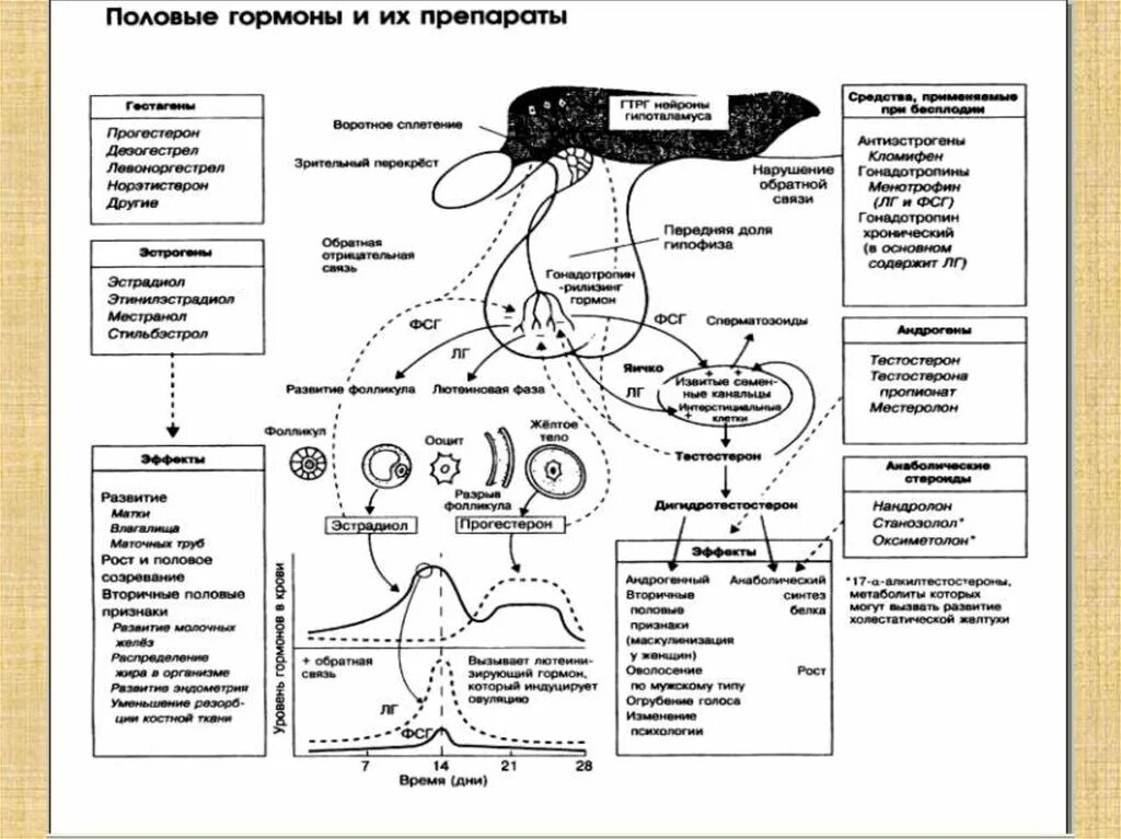 Выработка женских половых гормонов. Гормоны половых желёз схема. Женские половые гормоны схема. Гормоны мужской репродуктивной системы таблица. Половые железы гормоны и их функции.