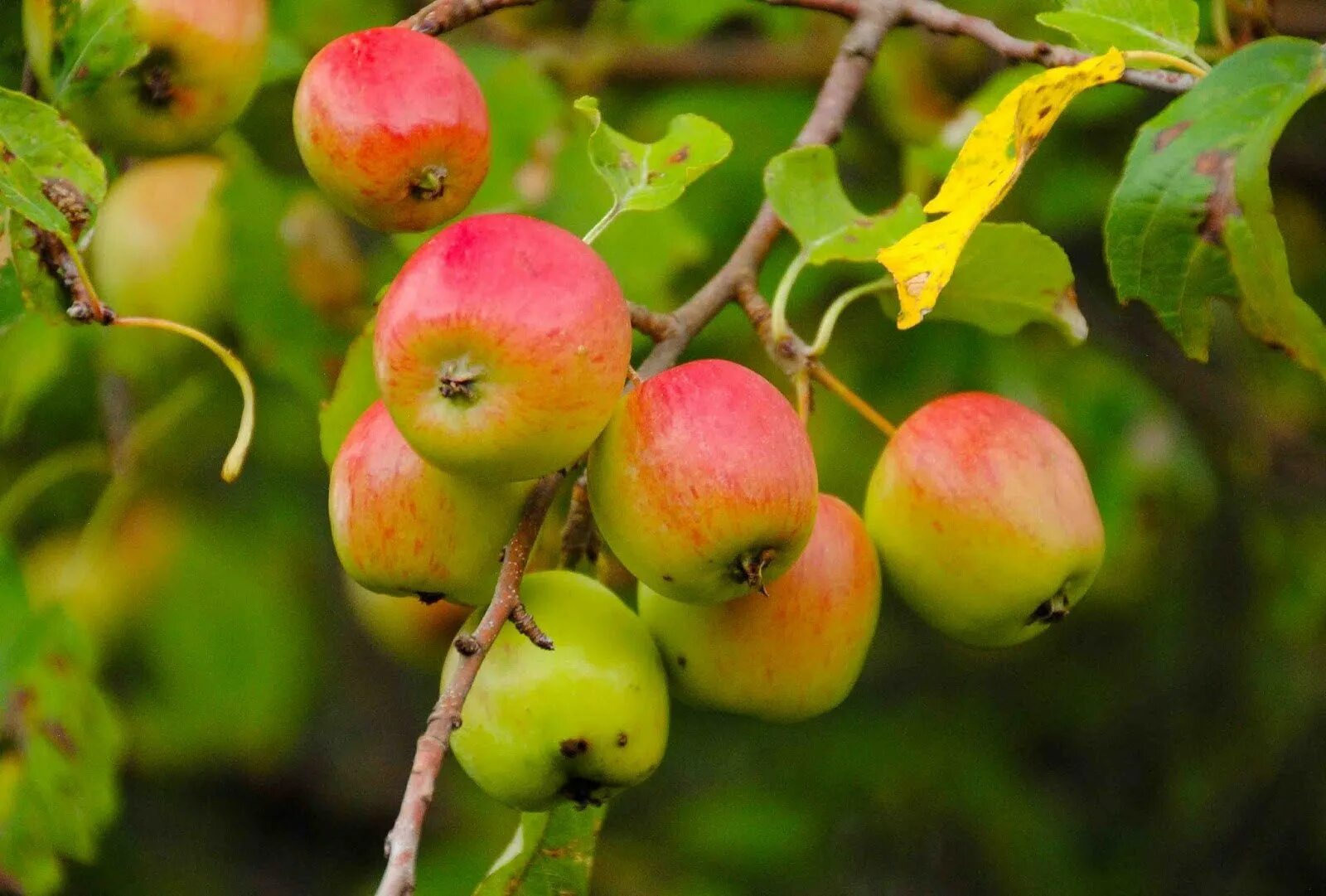 Malus sylvestris - Image of an specimen - Plantarium