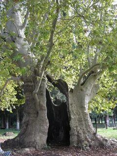 Платан абхазия