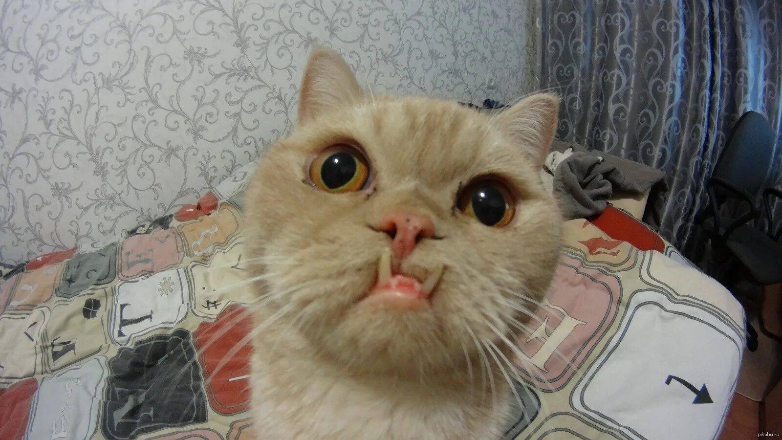 Упоротый котенок. Всратый кот. Бакенбарды у кошек. Всратые котики. Еблеты котов.