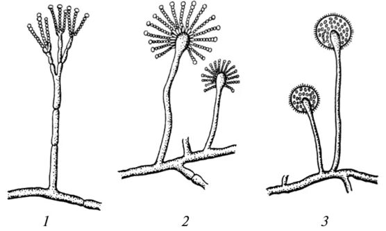 Пеницилл мукор спорынья. Мукор пеницилл аспергилл. Плесневые грибы пеницилл аспергилл. Мицелий пеницилла. Мукор и пеницилл.
