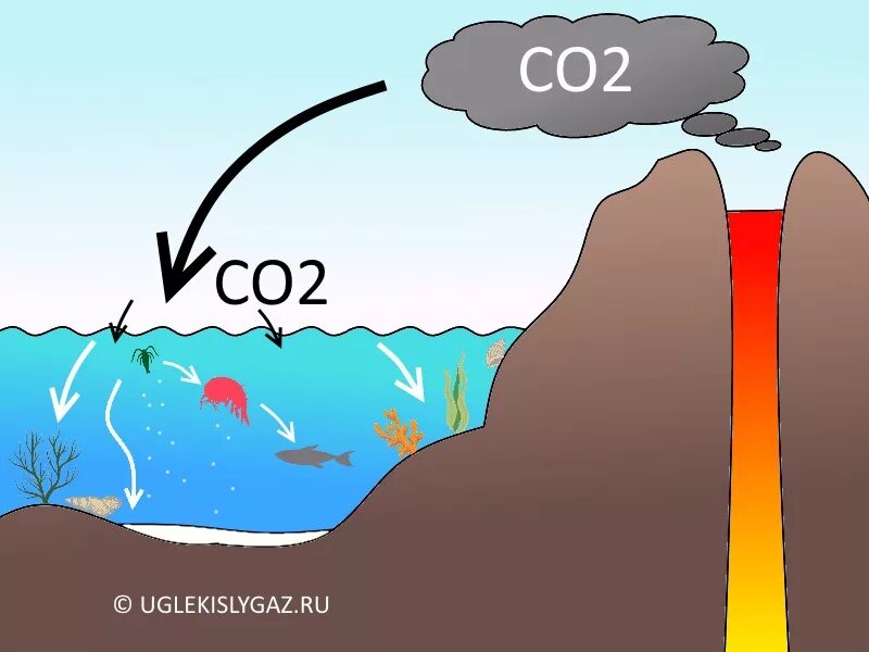 Поглощение воздуха водой. Поглощение углекислого газа океаном. Поглощение углекислого газа из. Co2 в природе. Поглощение углекислого газа в атмосфере.