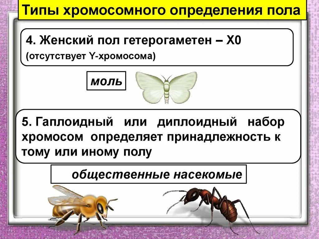 Гетерогаметные особи. Хромосомный Тип определения полы. Типы хромосомного определения пола. Женский пол гетерогаметен. Типы хромосомного определения.