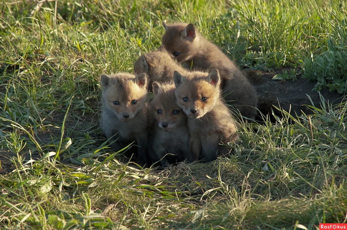 Новорождённые лисята. Пятеро лисят. Много лисиц. Стая лис. Стая лис.