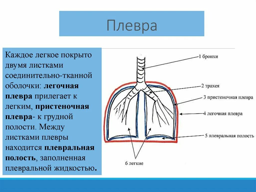 Листки плевры. Название листков плевры. Плевральные листки легких. Плевральная полость рисунок. Каждое легкое покрыто оболочкой