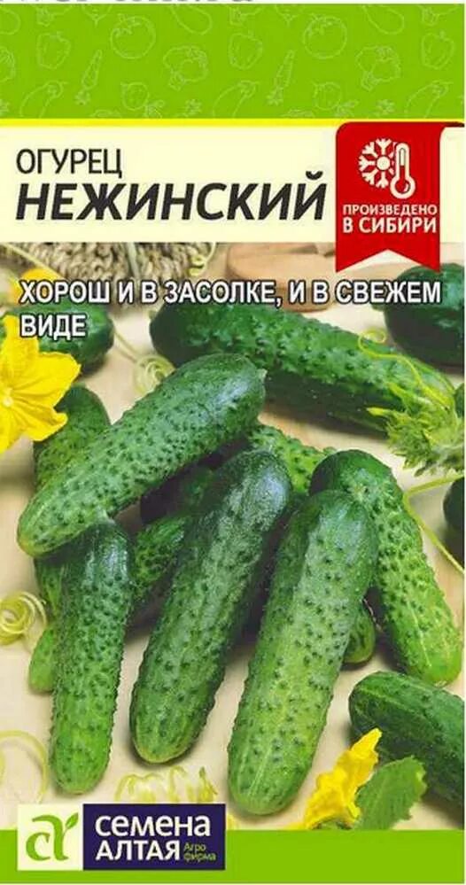 Как выглядит нежинский огурец. Сорт огурцов нежинский. Огурец сорт нежинский. Сорт огурцов нежинский. Сорта огурцов нежинский отзывы.