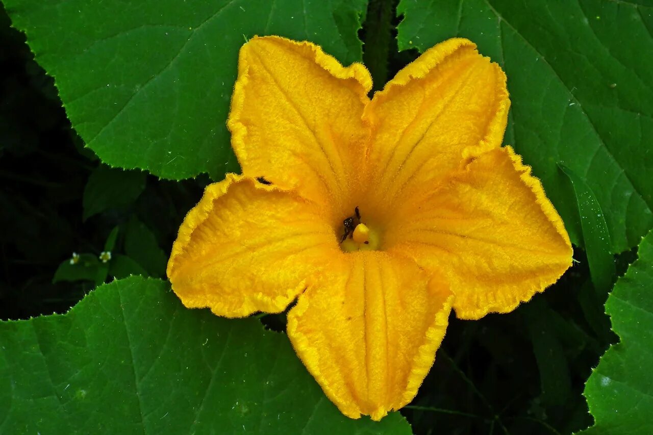 Растения семейства тыквенных. Растение cucurbita. Листья тыквы. Листья кабачка. Тычиночный цветок тыквы.